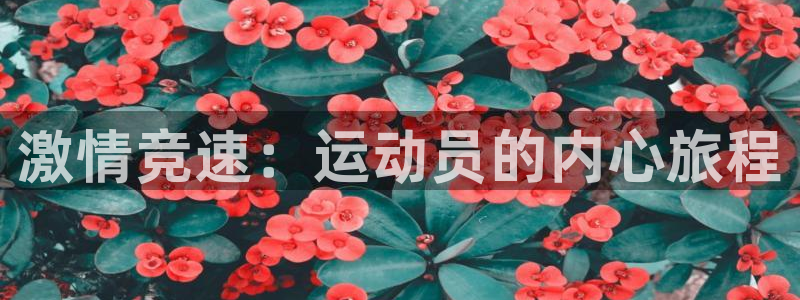速播体育网