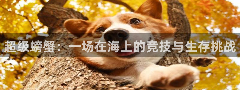 速播体育